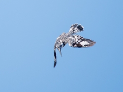 Pied Kingfisher Hovering
