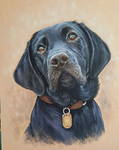 Black Labrador