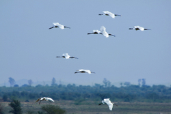 Chatra Sagar birds