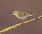 Siskin (f) - Carduelis spinus