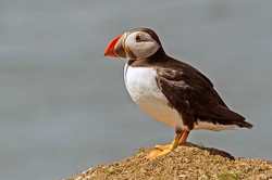Puffin Portrait