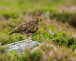 Red Grouse (female) standing on a rock, Scotland