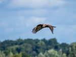 Marsh Harrier