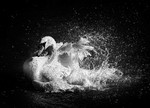 Making a Splash_RLP2403