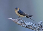 Red Rumped Swallow
