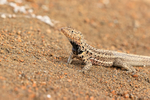 Lava Lizard on lava, Bartolome, Galapagos