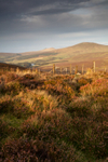Into the Dale