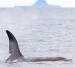 The Orca(Kiloler whale) named John Coe