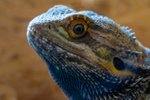 bearded dragon Pogona vitticeps-0360