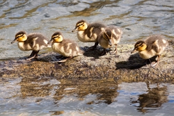 Ducklings