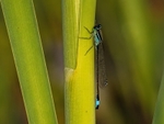Blue-tailed Damselfly