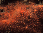 Phorbas fictitius