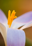 Crocus  tommasinianus RPNP0659