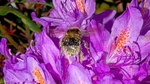 Pollen Bee1279