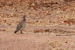 Bird Crested Francolin