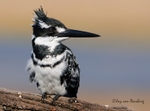 Pied portriat