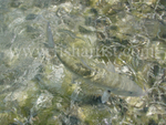 Bonefish Release 2010.