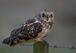 SHORT EARED OWL / REF SEO 17