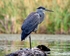 Heron Encounter with the Sacred 1 11 x 14