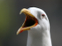 Herring Gull _AGT002