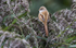 Bearded Tit, Female
