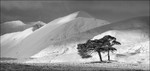 Mountain Shadows Mono