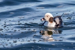 Long Tailed Duck