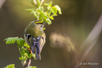 Goldcrest (Regulus regulus) back and side in sunlight