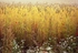Wheat field