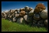 Rock Wall