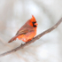 CARDINAL, 2014 - PORT RYERSE