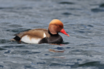 Red-crested Pochard portfolio
