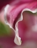 Wavy Lily Petal