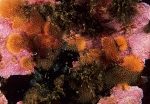 Escharoides coccinea