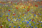 Wild Flowers
