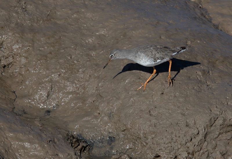 Common Redshank - Dee Estuary - North Wales