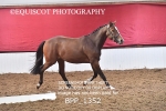 BPP_1352