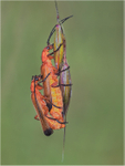 Red Soldier Beetles Mating
