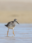 Greater Yellowlegs wading in lagoon, Fort De Soto, Florida