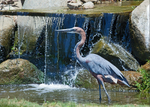 Purple Heron