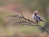 WAXWING HALKYN 3