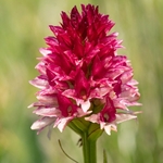  Alpine vanilla orchid ( G. rhellicani  - formerly known as Nigritella ssp. rhellicani) colour form.