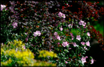 Linnea's Garden 7