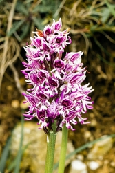 Orchids portfolio