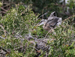 Great Blue Heron chick stretches wings, Venice Rookery, Florida