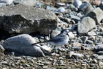 White Wagtail