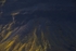 Dappled Light