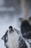 Huskies from the Dogsled team in Northern Finland