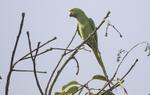 Rose-ringed Parakeet.