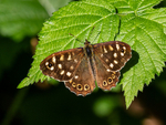 Speckled Wood